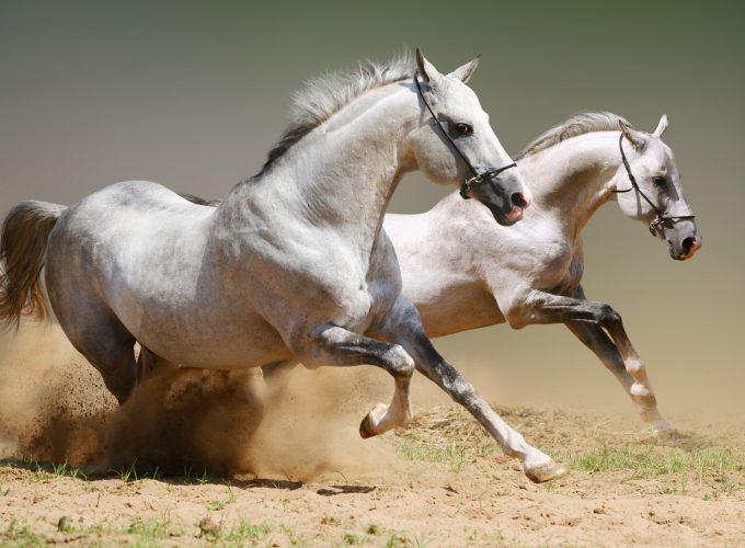 Wallpaper Horse, cute animals, gallop, Animals 4196014912